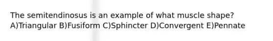 The semitendinosus is an example of what muscle shape? A)Triangular B)Fusiform C)Sphincter D)Convergent E)Pennate