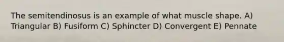 The semitendinosus is an example of what muscle shape. A) Triangular B) Fusiform C) Sphincter D) Convergent E) Pennate