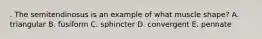 . The semitendinosus is an example of what muscle shape? A. triangular B. fusiform C. sphincter D. convergent E. pennate