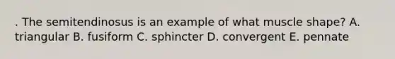 . The semitendinosus is an example of what muscle shape? A. triangular B. fusiform C. sphincter D. convergent E. pennate