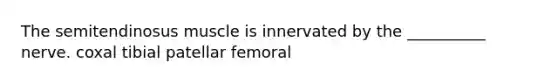 The semitendinosus muscle is innervated by the __________ nerve. coxal tibial patellar femoral