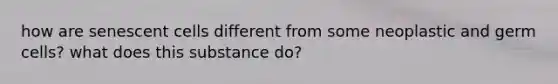 how are senescent cells different from some neoplastic and germ cells? what does this substance do?