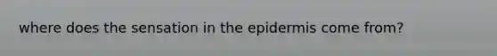 where does the sensation in the epidermis come from?