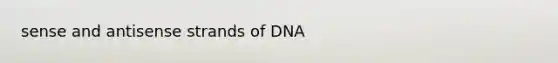 sense and antisense strands of DNA