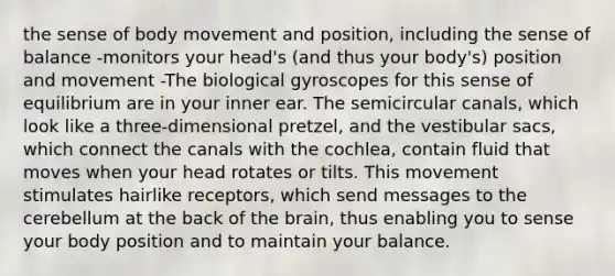 the sense of body movement and position, including the sense of balance -monitors your head's (and thus your body's) position and movement -The biological gyroscopes for this sense of equilibrium are in your inner ear. The semicircular canals, which look like a three-dimensional pretzel, and the vestibular sacs, which connect the canals with the cochlea, contain fluid that moves when your head rotates or tilts. This movement stimulates hairlike receptors, which send messages to the cerebellum at the back of the brain, thus enabling you to sense your body position and to maintain your balance.