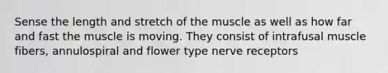 Sense the length and stretch of the muscle as well as how far and fast the muscle is moving. They consist of intrafusal muscle fibers, annulospiral and flower type nerve receptors