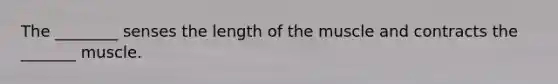 The ________ senses the length of the muscle and contracts the _______ muscle.