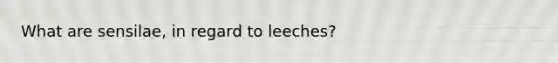 What are sensilae, in regard to leeches?