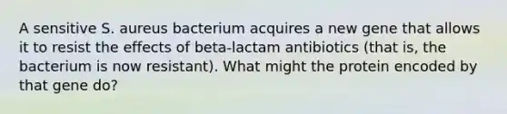 A sensitive S. aureus bacterium acquires a new gene that allows it to resist the effects of beta-lactam antibiotics (that is, the bacterium is now resistant). What might the protein encoded by that gene do?