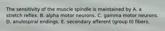 The sensitivity of the muscle spindle is maintained by A. a stretch reflex. B. alpha motor neurons. C. gamma motor neurons. D. anulospiral endings. E. secondary afferent (group II) fibers.