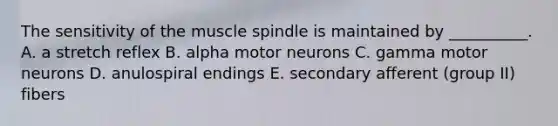 The sensitivity of the muscle spindle is maintained by __________. A. a stretch reflex B. alpha motor neurons C. gamma motor neurons D. anulospiral endings E. secondary afferent (group II) fibers