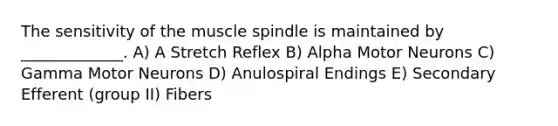 The sensitivity of the muscle spindle is maintained by _____________. A) A Stretch Reflex B) Alpha Motor Neurons C) Gamma Motor Neurons D) Anulospiral Endings E) Secondary Efferent (group II) Fibers