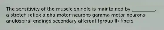 The sensitivity of the muscle spindle is maintained by __________. a stretch reflex alpha motor neurons gamma motor neurons anulospiral endings secondary afferent (group II) fibers