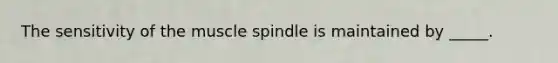 The sensitivity of the muscle spindle is maintained by _____.