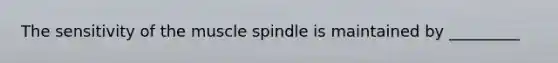 The sensitivity of the muscle spindle is maintained by _________