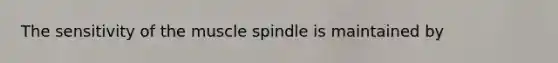 The sensitivity of the muscle spindle is maintained by