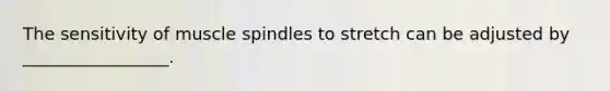 The sensitivity of muscle spindles to stretch can be adjusted by _________________.