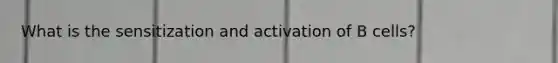 What is the sensitization and activation of B cells?