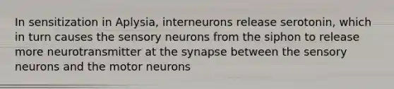 In sensitization in Aplysia, interneurons release serotonin, which in turn causes the sensory neurons from the siphon to release more neurotransmitter at the synapse between the sensory neurons and the motor neurons