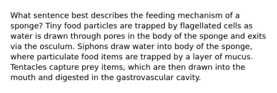 What sentence best describes the feeding mechanism of a sponge? Tiny food particles are trapped by flagellated cells as water is drawn through pores in the body of the sponge and exits via the osculum. Siphons draw water into body of the sponge, where particulate food items are trapped by a layer of mucus. Tentacles capture prey items, which are then drawn into <a href='https://www.questionai.com/knowledge/krBoWYDU6j-the-mouth' class='anchor-knowledge'>the mouth</a> and digested in the gastrovascular cavity.