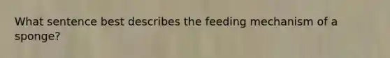 What sentence best describes the feeding mechanism of a sponge?