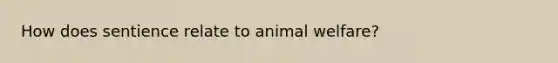 How does sentience relate to animal welfare?