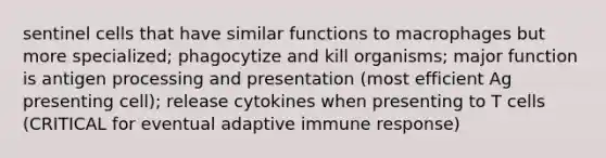 sentinel cells that have similar functions to macrophages but more specialized; phagocytize and kill organisms; major function is antigen processing and presentation (most efficient Ag presenting cell); release cytokines when presenting to T cells (CRITICAL for eventual adaptive immune response)