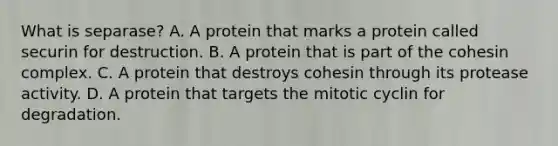 What is separase? A. A protein that marks a protein called securin for destruction. B. A protein that is part of the cohesin complex. C. A protein that destroys cohesin through its protease activity. D. A protein that targets the mitotic cyclin for degradation.