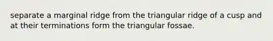 separate a marginal ridge from the triangular ridge of a cusp and at their terminations form the triangular fossae.