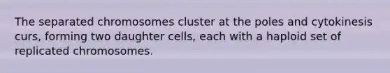 The separated chromosomes cluster at the poles and cytokinesis curs, forming two daughter cells, each with a haploid set of replicated chromosomes.