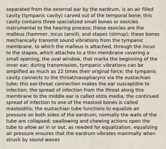 separated from the external ear by the eardrum, is an air filled cavity (tympanic cavity) carved out of the temporal bone; this cavity contains three specialized small bones or ossicles instrumental to the hearing process; these ossicles are the malleus (hammer, incus (anvil), and stapes (stirrup); these bones mechanically transmit sound vibrations from the tympanic membrane, to which the malleus is attached, through the incus to the stapes, which attaches to a thin membrane covering a small opening, the oval window, that marks the beginning of the inner ear; during transmission, tympanic vibrations can be amplified as much as 22 times their original force; the tympanic cavity connects to the throat/nasopharynx via the eustachian tube; this ear-throat connection makes the ear susceptible to infection; the spread of infection from the throat along this membrane to the middle ear is called otitis media; the continued spread of infection to one of the mastoid bones is called mastoiditis; the eustachian tube functions to equalize air pressure on both sides of the eardrum; normally the walls of the tube are collapsed; swallowing and chewing actions open the tube to allow air in or out, as needed for equalization; equalizing air pressure ensures that the eardrum vibrates maximally when struck by sound waves