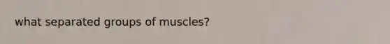 what separated groups of muscles?