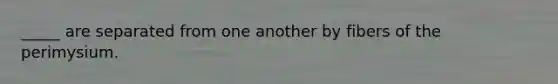 _____ are separated from one another by fibers of the perimysium.