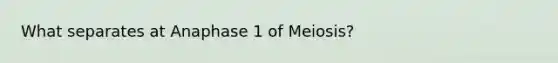 What separates at Anaphase 1 of Meiosis?