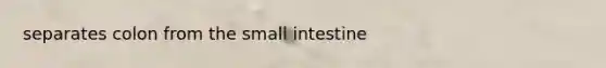 separates colon from the small intestine