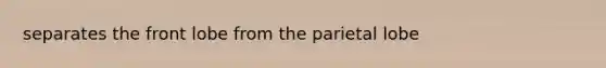 separates the front lobe from the parietal lobe