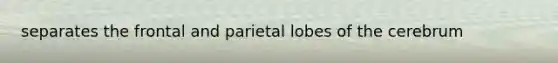 separates the frontal and parietal lobes of the cerebrum