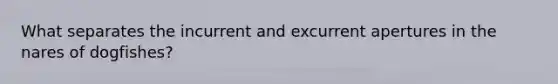 What separates the incurrent and excurrent apertures in the nares of dogfishes?