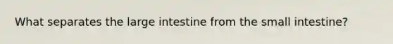 What separates the large intestine from the small intestine?
