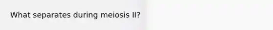 What separates during meiosis II?