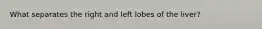 What separates the right and left lobes of the liver?