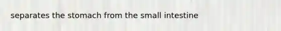 separates the stomach from the small intestine