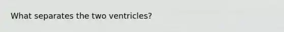 What separates the two ventricles?