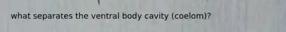 what separates the ventral body cavity (coelom)?