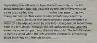 Separating the left atrium from the left ventricle is the left atrioventricular opening, covered by the left atrioventricular valve (also called the ___________ valve, because it has two triangular cusps). This valve is also sometimes called the _________valve, because the two triangular cusps resemble a miter (the headpiece worn by a bishop). Oxygenated blood flows from the left atrium, through the left atrioventricular opening when the valve is open, into the left ventricle. The left AV valve is forced closed when the left ventricle contracts, preventing blood backflow into the left atrium.