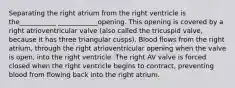 Separating the right atrium from the right ventricle is the___________ ____________opening. This opening is covered by a right atrioventricular valve (also called the tricuspid valve, because it has three triangular cusps). Blood flows from the right atrium, through the right atrioventricular opening when the valve is open, into the right ventricle. The right AV valve is forced closed when the right ventricle begins to contract, preventing blood from flowing back into the right atrium.