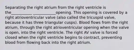 Separating the right atrium from the right ventricle is the___________ ____________opening. This opening is covered by a right atrioventricular valve (also called the tricuspid valve, because it has three triangular cusps). Blood flows from the right atrium, through the right atrioventricular opening when the valve is open, into the right ventricle. The right AV valve is forced closed when the right ventricle begins to contract, preventing blood from flowing back into the right atrium.