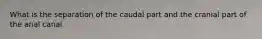 What is the separation of the caudal part and the cranial part of the anal canal