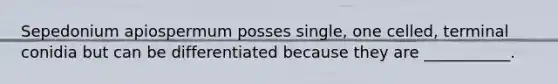Sepedonium apiospermum posses single, one celled, terminal conidia but can be differentiated because they are ___________.