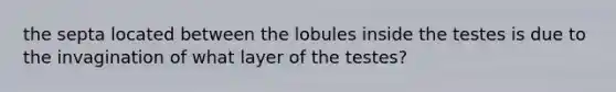 the septa located between the lobules inside the testes is due to the invagination of what layer of the testes?